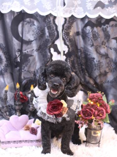 20231024マハロくん